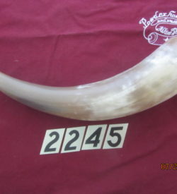 Large Horns