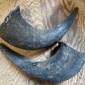 Buffalo Horns