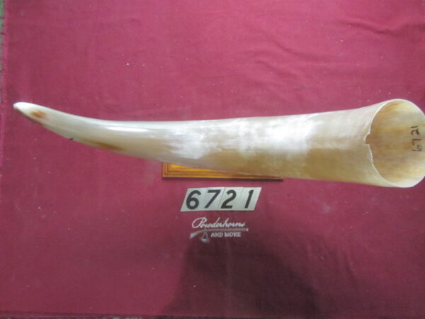 6721 Humongous - Left GREAT FOR CUPS